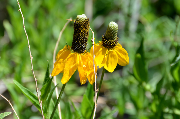Upright Prairie Coneflower flowers range from yellow, dark red, purplish-yellow, brown-purple and maroon; they are also called Mexican Hat flowers as their flower heads are shaped like a sombrero. Ratibida columnifera